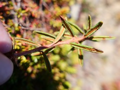 Rhododendron tomentosum