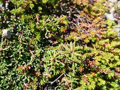 Rhododendron tomentosum