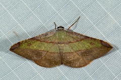 Hypochrosis hyadaria