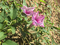 Ipomoea shumardiana
