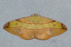 Hypochrosis hyadaria