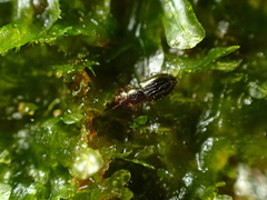 Salpingus hirtus