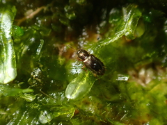 Salpingus hirtus