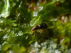 Salpingus hirtus