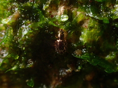 Salpingus hirtus
