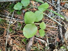 Neottia convallarioides