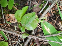 Neottia convallarioides