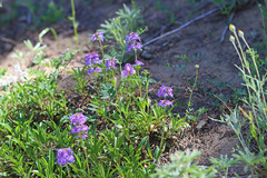 Penstemon procerus brachyanthus