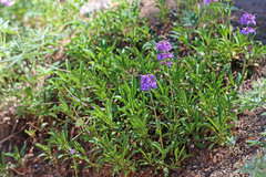 Penstemon procerus brachyanthus