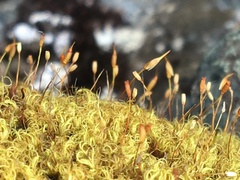 Hymenoloma crispulum