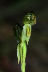 Pterostylis chlorogramma