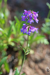 Penstemon procerus brachyanthus