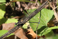 Argia tibialis