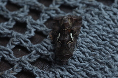 Autographa mandarina