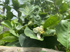 Citrus × aurantiifolia