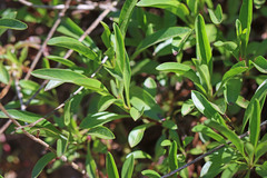 Penstemon procerus brachyanthus