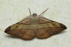 Hypochrosis hyadaria