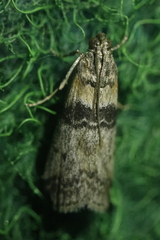 Sciota rhenella
