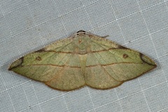 Hypochrosis hyadaria