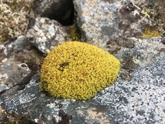 Hymenoloma crispulum