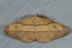 Hypochrosis hyadaria