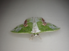 Protuliocnemis partita