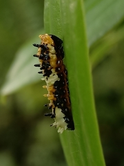 Papilio clytia clytia