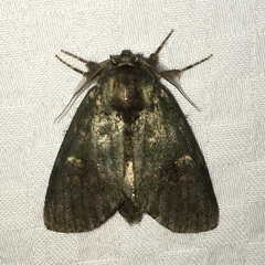 Cecrita biundata