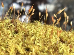 Hymenoloma crispulum