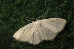 Scopula caricaria