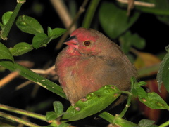 Lagonosticta senegala rendalli