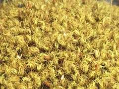 Hymenoloma crispulum