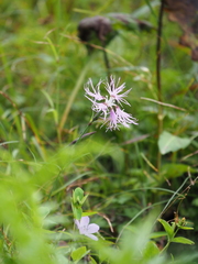Dianthus superbus alpestris