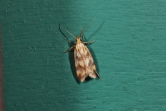 Mirificarma flavella