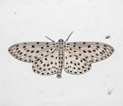 Antipercnia belluaria