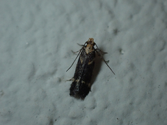 Chionodes phalacra
