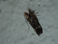 Chionodes phalacra