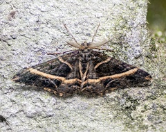 Harutalcis atrostipata