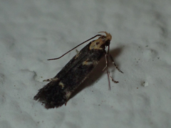 Chionodes phalacra