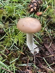 Entoloma griseum