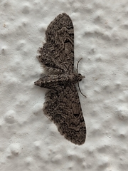 Eupithecia ultimaria