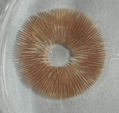 Entoloma griseum