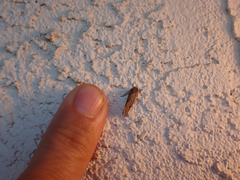 Acrolophus cockerelli