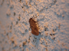 Acrolophus cockerelli