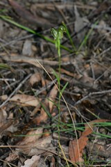 Pterostylis chlorogramma
