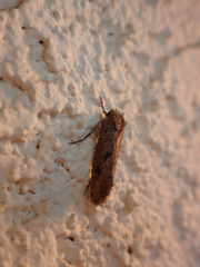 Acrolophus cockerelli