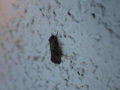 Acrolophus cockerelli