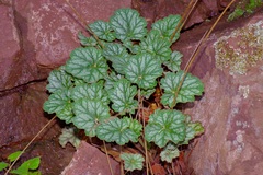 Heuchera glomerulata