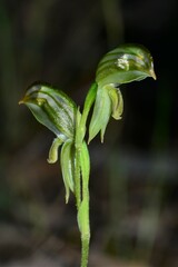Pterostylis chlorogramma