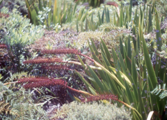 Xeronema callistemon